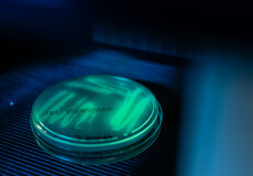 Fluoreszierende Agarplatte unter UV-Licht zur mikrobiologischen Analyse radioaktiver Wirkstoffe bei CUP Contract Labs